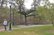An outdoor scultpure canopy inspired by the site's many honey locust trees