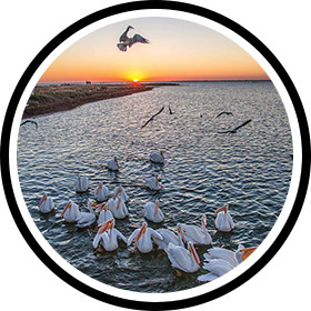 Image of Pelicans Gathering