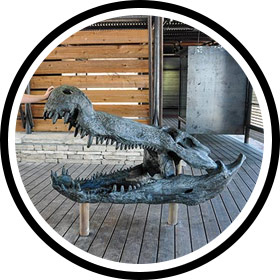 Image of Dinosaur Fossil